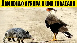 Caracara ATACA a UN ARMADILLO y queda ATRAPADA 😱