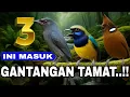 Download Lagu MASTERAN CILILIN VS SRIGUNTING ABU ABU VS CUNGKOK JERNIH KOMBINASI MASTERAN TERBAIK BURUNG JUARA