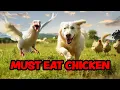 Download Lagu Mijn boerderijhond haat alleen witte kippen (UPDATE)