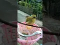 Download Lagu Burung Kecil Suara Merdu, saat ini hampir PUNAH #aviarymini #birds #breedingburungciblek