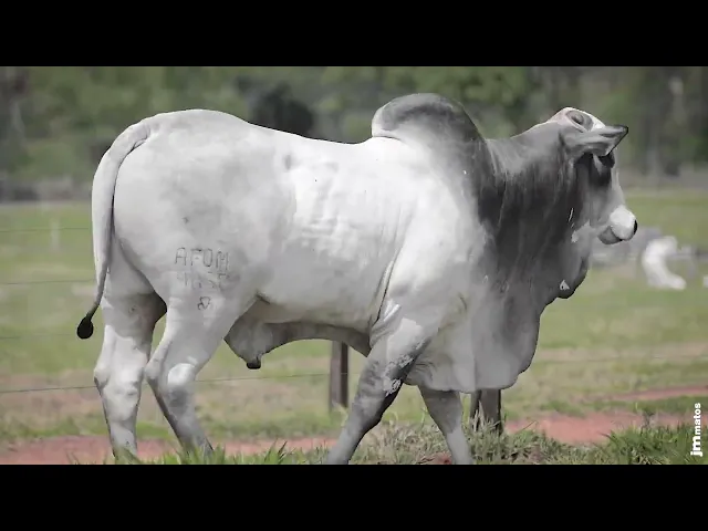 Touro Nelore AFOM - 4858