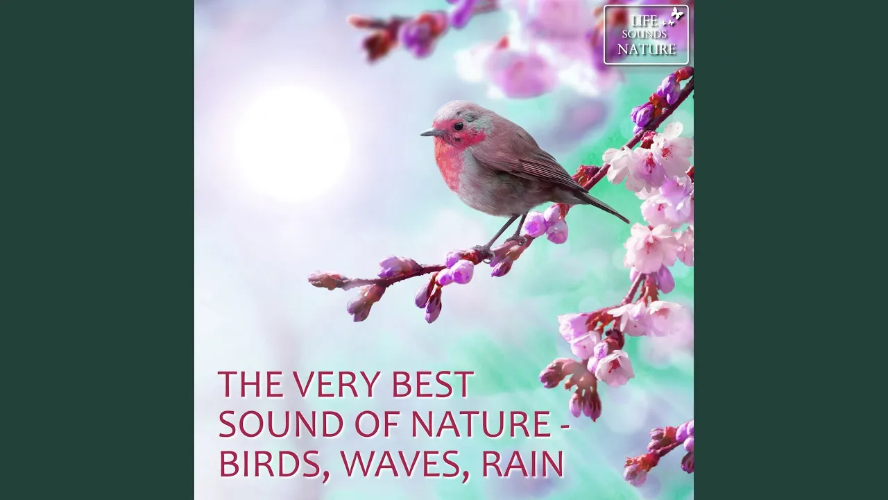 Relaxing With Chirping Birds In My Cozy Garden Relaxing With Chirping Birds In My Cozy Garden