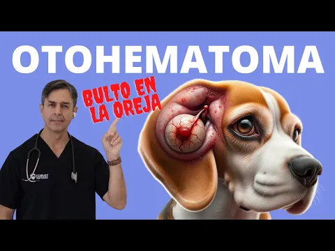 Download MP3 OTOHEMATOMA EN PERROS/ BULTO EN LA OREJA