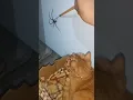 Download Lagu The Spider vs The Cat #TheManniiShow.com/series