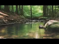 Streamside Serenity: Calming Forest Soundscape with Birdsong