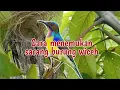 Download Lagu Cara menemukan sarang burung wiceh/kolibri kelapa