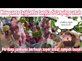 Download Lagu PERDANA PANENJAMBUKU YANG SUPER LEBAT ‼️TELAT PANEN SAMPE BANYAK YANG BUSUK DAN JATOH”