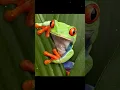 Lagu Crazy Frog song #crazyfrog #frog #frogs #frogvideo #frogflies #frogman #yt #music #kidsmusic #dance