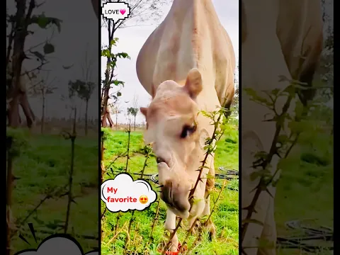 My favorite π #animals #bigcamel #camellife #camelculture #shorts #shortvideo #viral #viralvideo