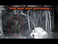 Lagu HOROR‼️MAYAT HIDUP BERDIRI TENGAH RAWA-TKP TRAGIS DIHUTAN INI