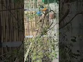 Download Lagu burung jalak rio-rio di aviary mini #birds #jalak #jalakriorio #nature #miniaviary