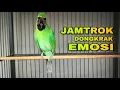 Download Lagu JAMTROK || MASTERAN CUCAK IJO UNTUK MENDONGKRAK EMOSI DENGAN CEPAT
