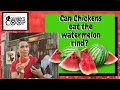 Can Chickens eat the Watermelon rind