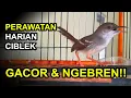 Lagu 3 Perawatan Harian CIBLEK Agar GACOR dan NGEBREN