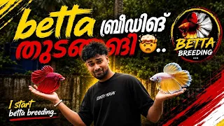തല്ല് പിടിക്കുന്ന മീനുകളുടെ ബ്രീഡിങ് | fancy fish | thailand fish breeding | guppy