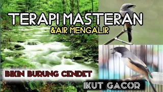 Download Masteran Burung Cendet Kombinasi Suara Air Mengalir (vol 1 ) #KicauMuda MP3