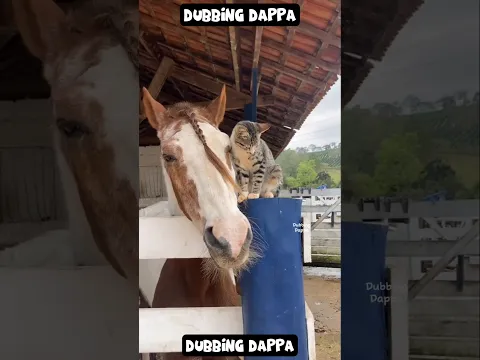 Chotta Kumaaru 🤣 #funny #cat #shorts #dog #shortsfeed #elephant #dubbingdappa #animals #pets #comedy