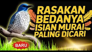 ini dia masteran murai batu yang bikin gacor gampang masuk materinya