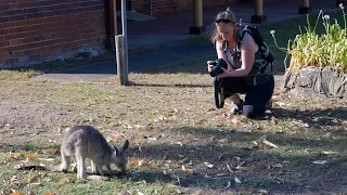 85 – ‘Roo Hunting In Lake Macquarie