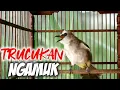 Download Lagu Suara trucukan NGAMUK Emosi NGEKEK Panjang COCOK Untuk Trucuk LEMAS Malas Bunyi