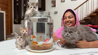 CAT vs FISH a Day with LEO ELISA