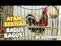 Download Lagu UPDATE HARGA AYAM BEKISAR DI PASAR BRATANG SURABAYA