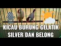 Lagu Kicau Burung Gelatik Silver Dan Belong | Pet Bird