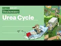 Learn Urea Cycle from Sketchy MCAT s Protein Catabolism Lesson