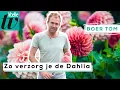 Tips voor het verzorgen van de dahlia - Libelle Boer Tom