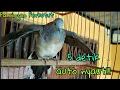 Download Lagu Langsung nyahut!! pancingan burung perkutut lokal ampuh