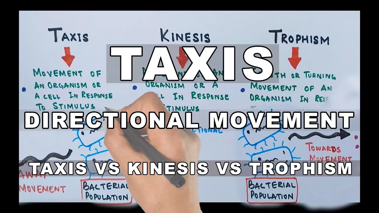 Taxis | Directional Movement In Organisms