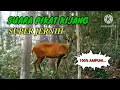 SUARA KIJANG JANTAN‼️ Super jernih 100% ampuh!...
