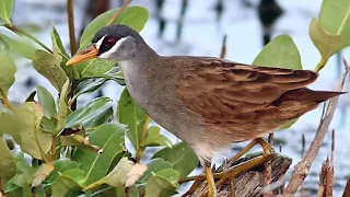 Download Suara pikat burung tikusan sawah/rawa mantap jossss MP3