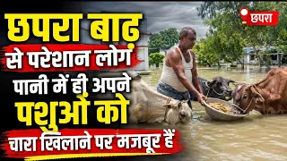 छपरा बाढ़ से परेशान लोग, पानी में ही पशुओं को चारा खिलाने पर मजबूर 😢🌊