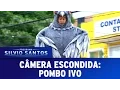 Download Lagu Câmera Escondida (25/09/16) - Pombo Ivo