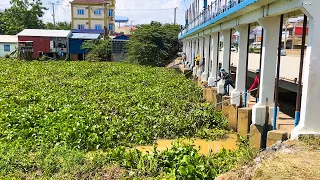 Extreme Cleanup Mission: Removing Massive Plants Blocking the Bridge