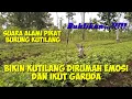 Download Lagu PIKAT BURUNG KUTILANG GACOR SUARA ALAMI