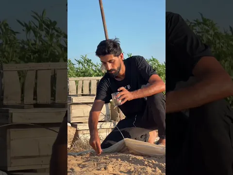 الزراعة مهمة في حياتنا لأننا تعرضنا للمجاعة كثيرا لمساعدتي التواصل واتس +972598491106