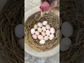 Lagu How do chickens lay eggs in clay pots #outdoors #camping #useful #forest