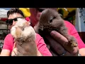 In search of the best rodent Pet in Fish Market HAMSTER GUINEA PIES or BUNNIES