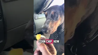 .. #fyp #dream #doberman #pets #youtube