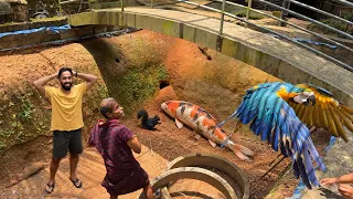 🔥Macaw പറന്നു പോയത് കണ്ടോ?? കുളം പണിയാൻ പോവ!! | Backyard Avairy update | Fishing Freaks 