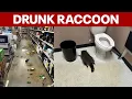 WILD NIGHT | Raccoon breaks into Virginia liquor store, gets drunk, passes out in bathroom