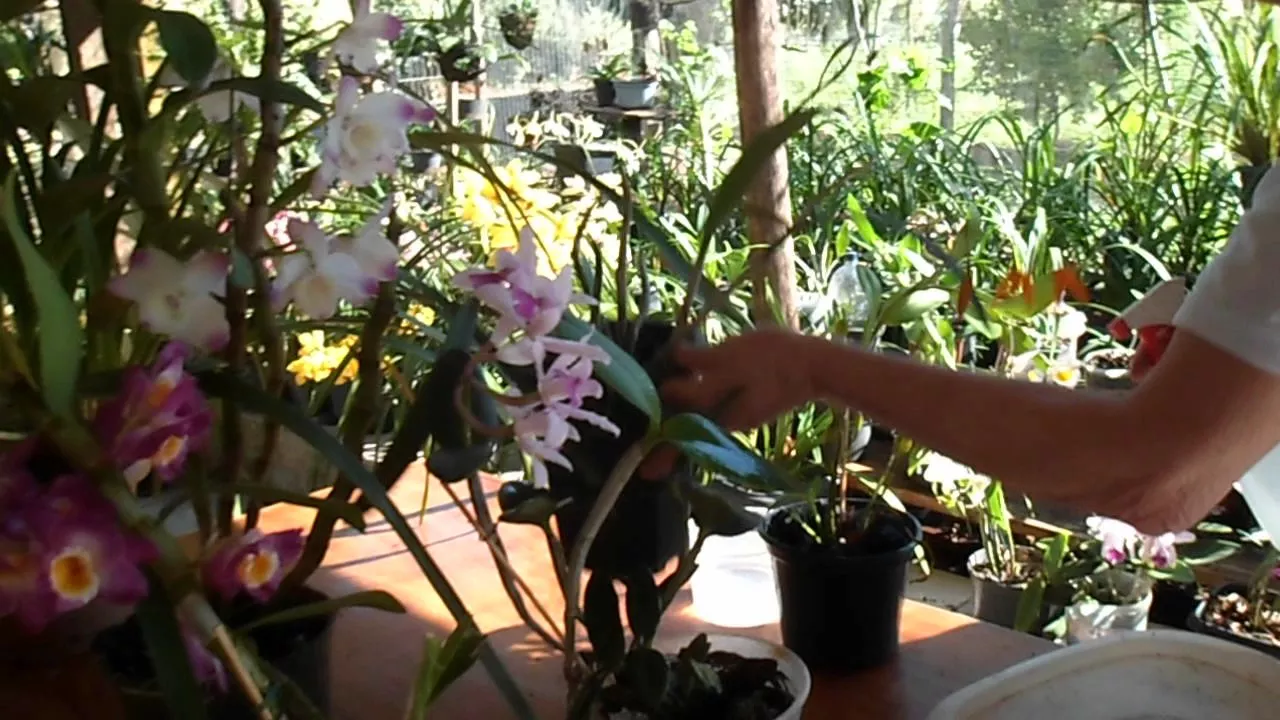 COMO REGAR E BURRIFAR UMA ORQUÍDEA