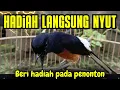 Download Lagu MURAI BATU GACOR AMPUH BUAT PANCINGAN MURAI BATU AGAR BUNYI JADIKAN BURUNG MURAI GACOR NYAUT