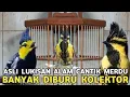 Download Lagu BURUAN PARA KOLEKTOR WARNA EXOTIC SUARA JERNIH BERVARIASI MEWAH COCOK UNTUK MASTERAN 