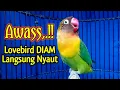 Download Lagu AWAS NYAUT, !!  SUARA BURUNG LOVEBIRD NGEKEK PANJANG, PANCINGAN LOVEBIRD AMPUH TERCEPAT BIKIN BUNYI
