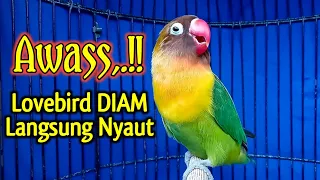 Download AWAS NYAUT, !!  SUARA BURUNG LOVEBIRD NGEKEK PANJANG, PANCINGAN LOVEBIRD AMPUH TERCEPAT BIKIN BUNYI MP3