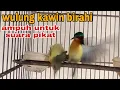 Download Lagu kolibri wulung birahi kawin. suara pikat kolibri wulung/muncang paling ampuh