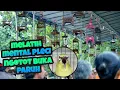 Download Lagu TERAPI SIMULASI LOMBA PLECI | Cara EFEKTIF MELATIH MENTAL pleci